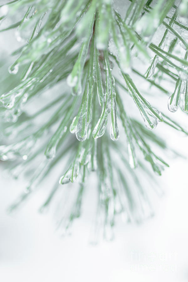 Pine Needles after the Ice Storm Photograph by Edward Fielding