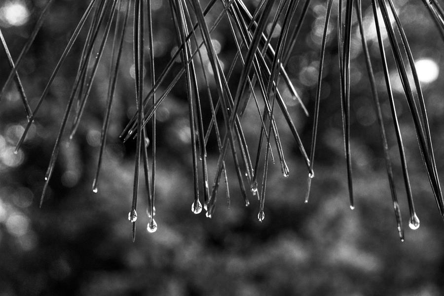 Pine Needles After the Rain Photograph by Steve Gravano