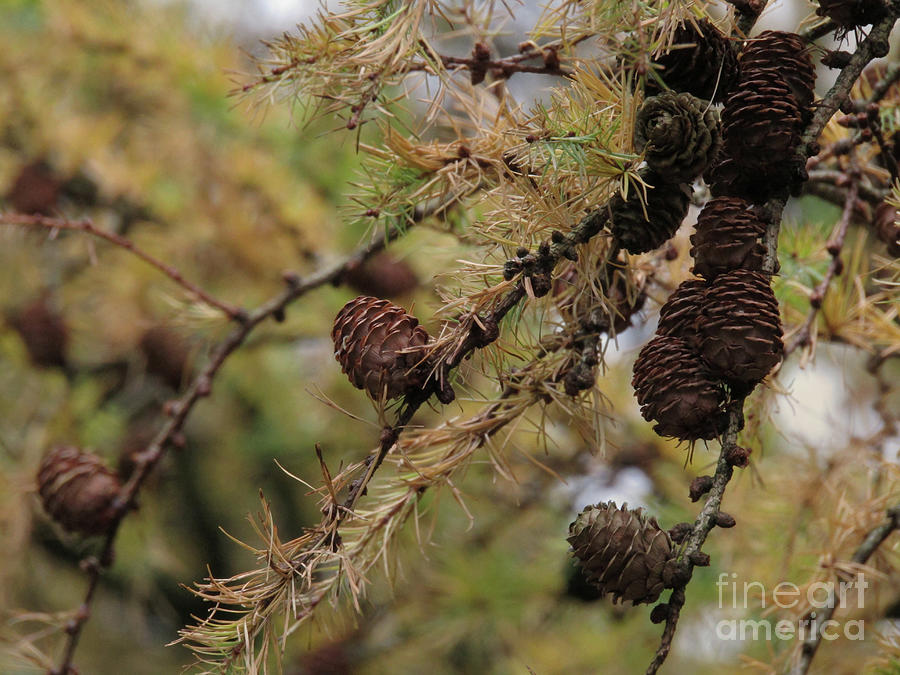 Pine Needles And Cones Photograph by Kim Tran