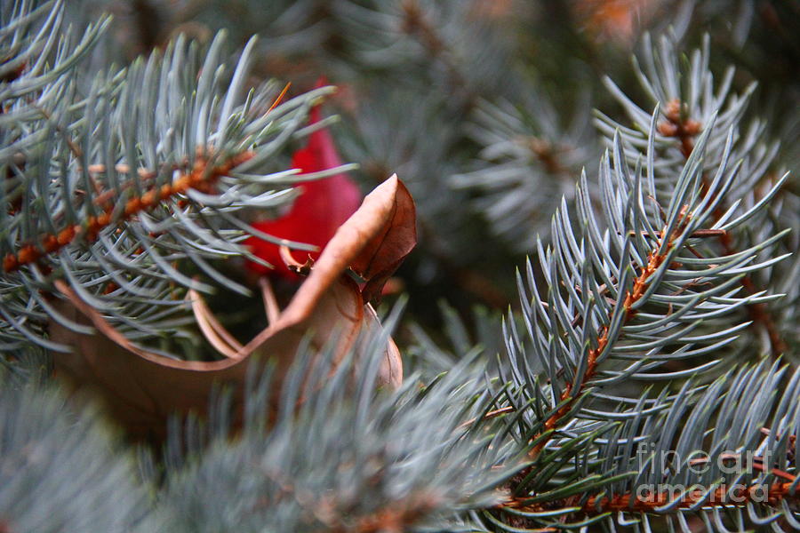 Pine Needles And Leaves Photograph by Marina McLain