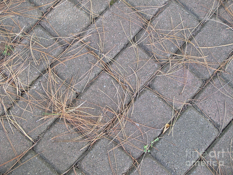 Pine Needles and Paving Stones Photograph by Ann Horn