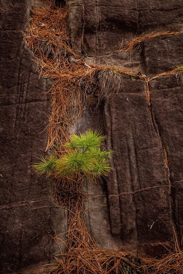 Pine Needles and Sapling Photograph by Irwin Barrett