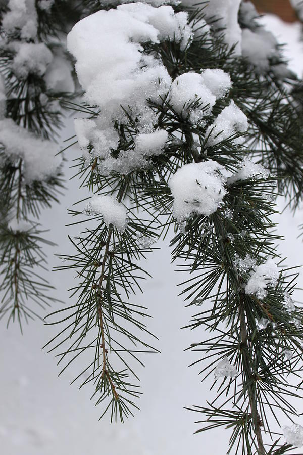Winter Greenery Photograph by Marcie Daniels - Pixels