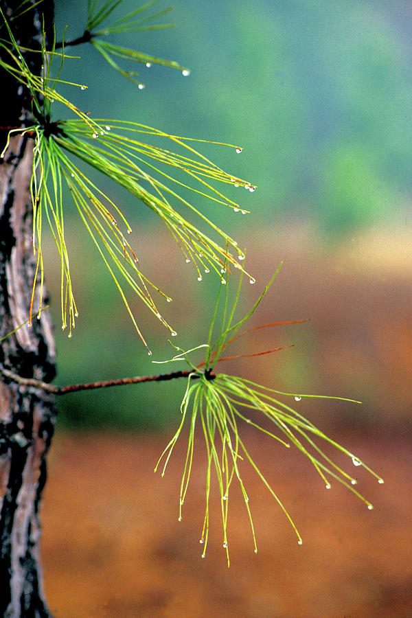 Pine Needles and Water Drops Photograph by Jerry Griffin