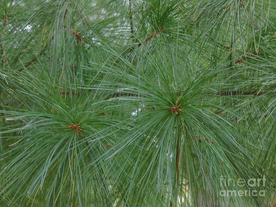 Pine Needles Photograph by Daun Soden-Greene