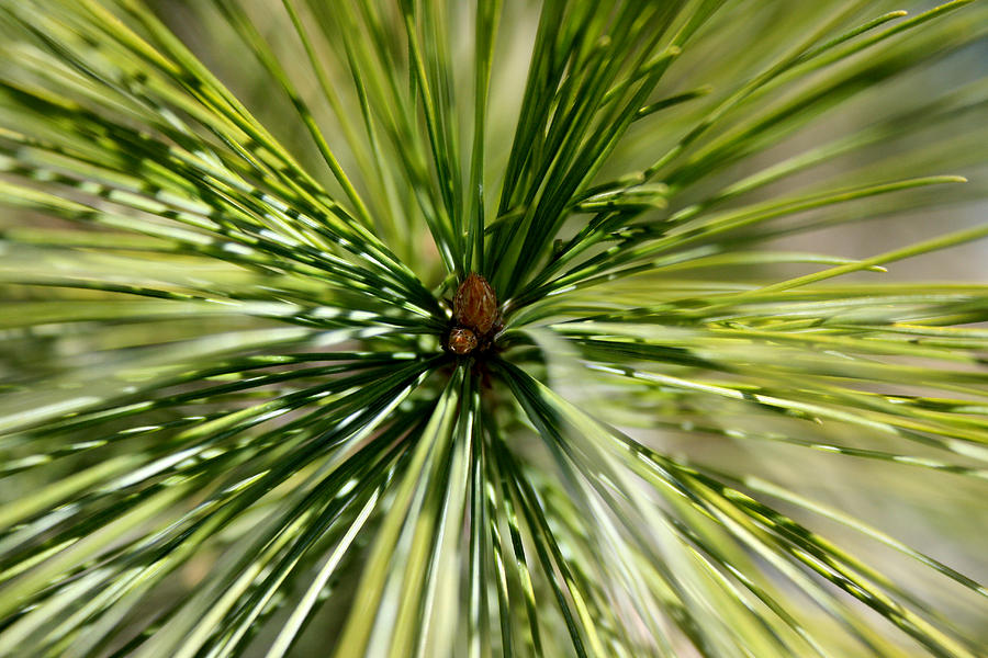 Pine Needles Photograph by Laura Kinker