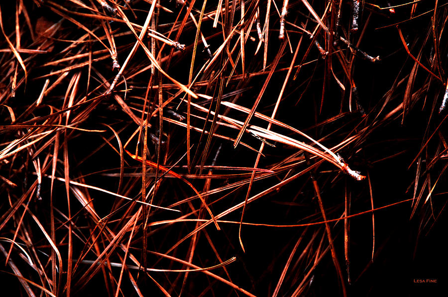 Pine Needles Photograph by Lesa Fine