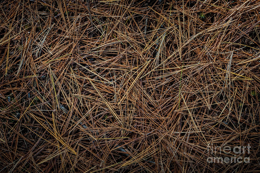Pine needles on forest floor Photograph by Elena Elisseeva