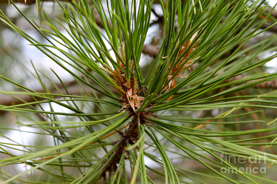 Pine Needles Photograph by Pamela Walrath