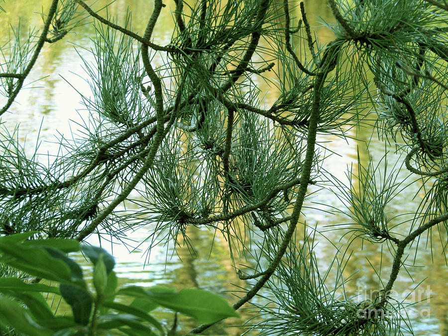 Pine needles Patchwork Photograph by Kim Tran