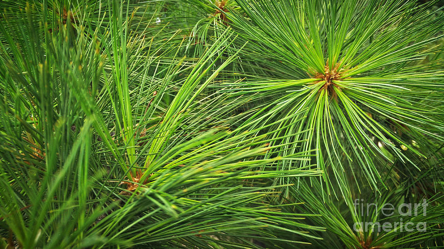 Pine Needles Photograph by Robert Knight