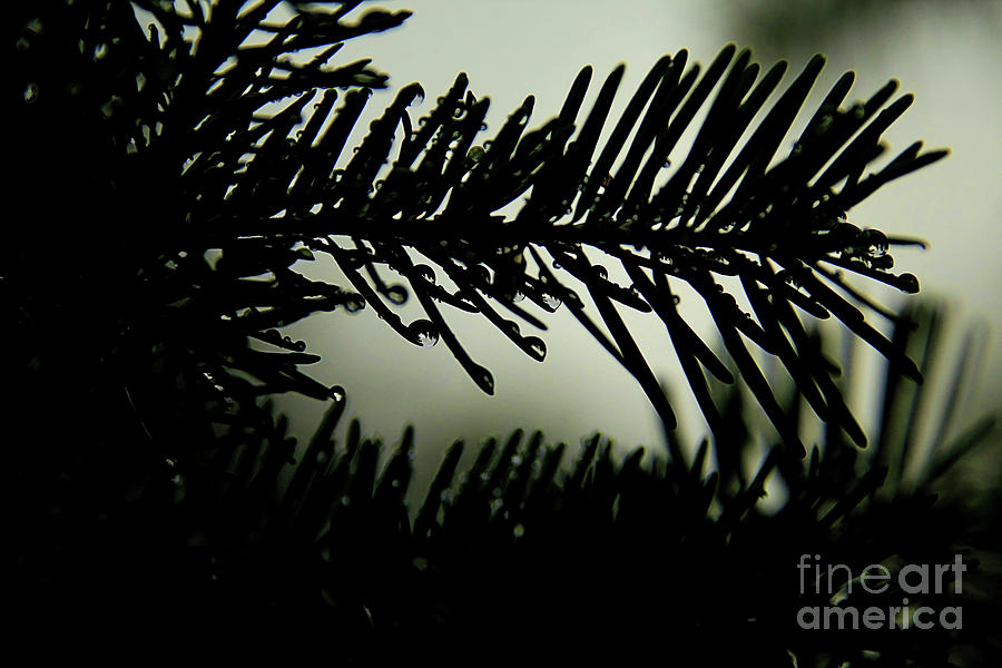 Pine Needles Photograph by Roland Stanke