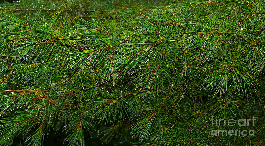 Pine Needles With Raindrops Photograph by Les Palenik