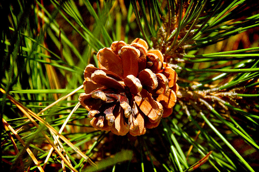Pine Nut Photograph by Milena Ilieva