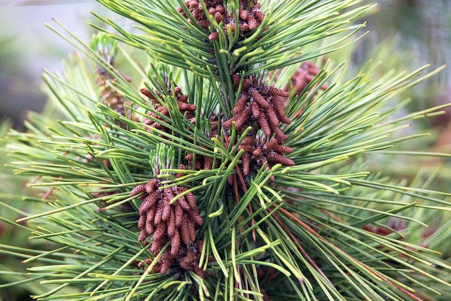 Pine Nuts? Photograph by David Stasiak