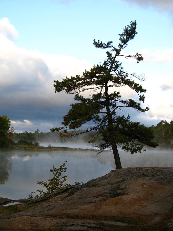 Georgian Bay Pine Photograph by Josh Schwindt | Fine Art America