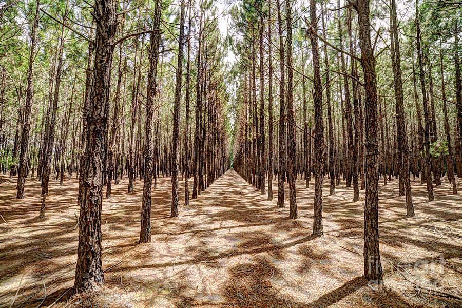 Pine Plantation Wide Color Photograph by Gulf Coast Aerials -