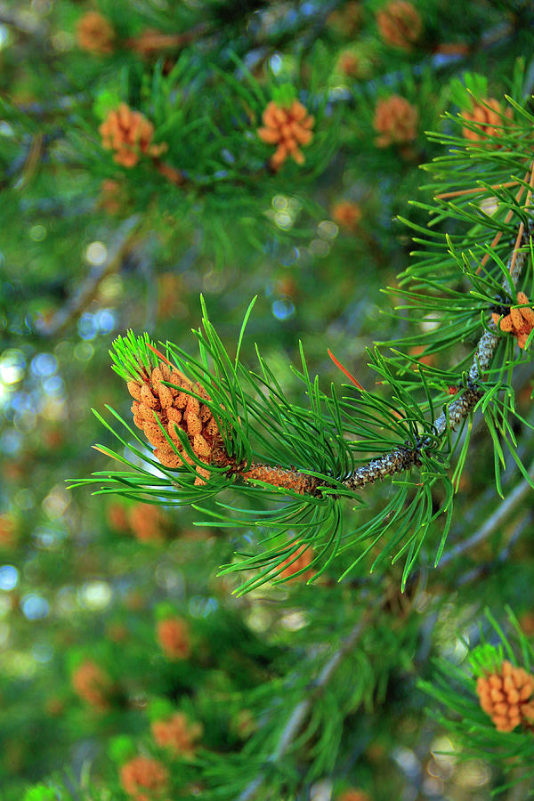 Pine Photograph - Pine Pollen Cones by Diane Zucker
