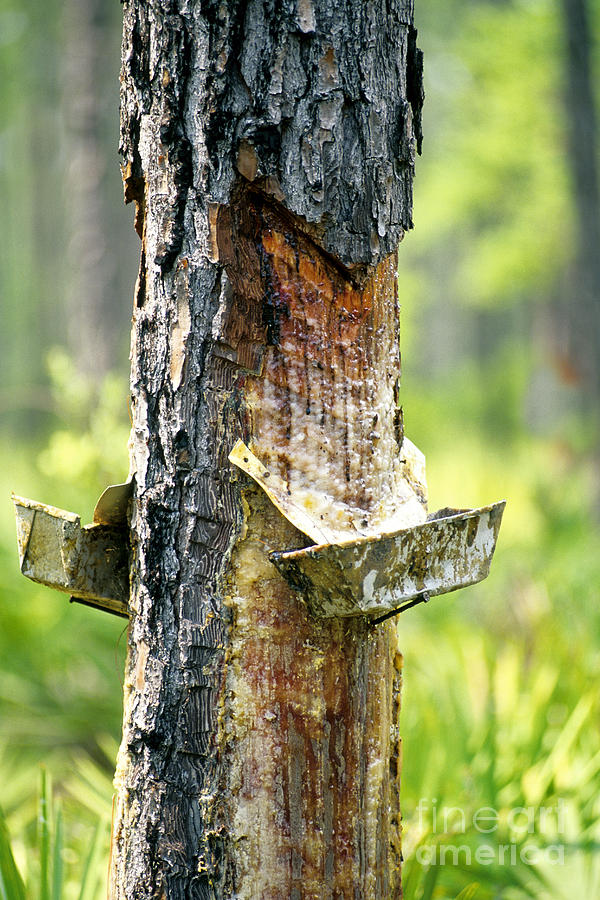 Loblolly Pine Resin Photograph by Inga Spence - Fine Art America