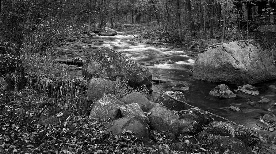 Pine River 1 Photograph