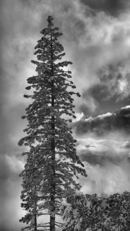 Pine Sentinel Photograph by Josephine Buschman