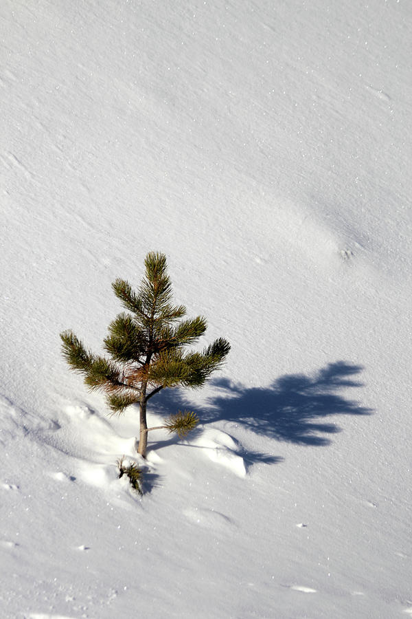 Pine Shadow Photograph by Shane Bechler
