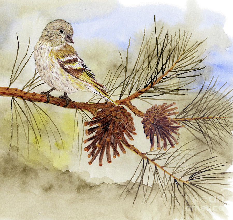 Pine Siskin among the Pinecones Painting by Thom Glace