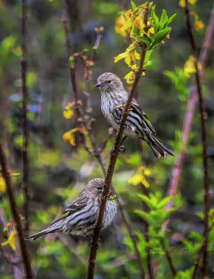 Pine Siskin In SOuth Carolina Photograph by Bellesouth Studio