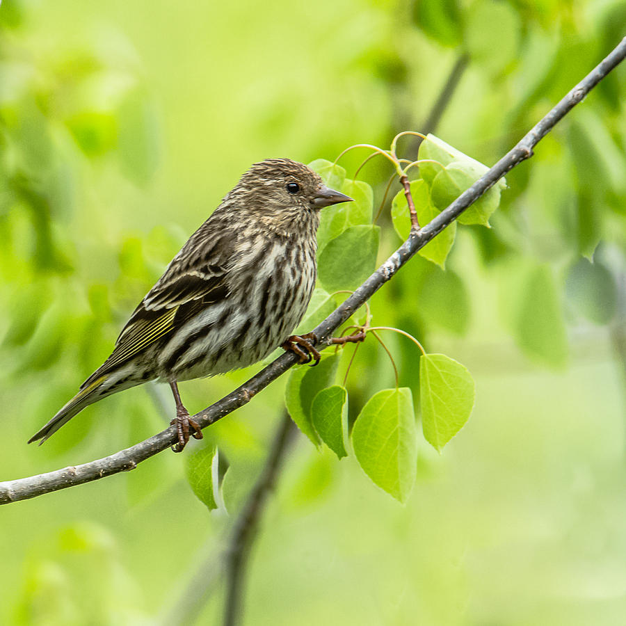Pine Siskin On A Branch Photograph by Yeates Photography