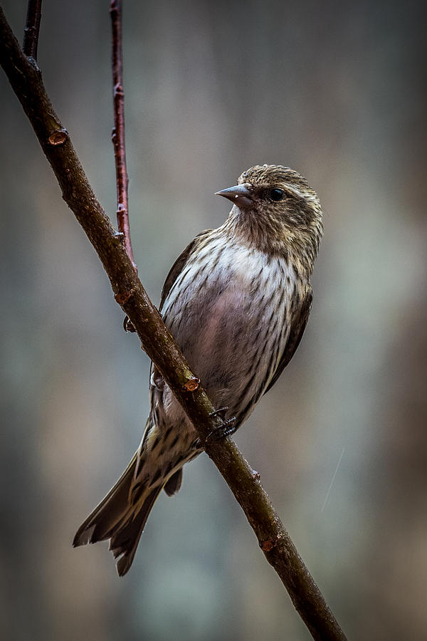 Bird Photograph - Pine Siskin by Paul Freidlund