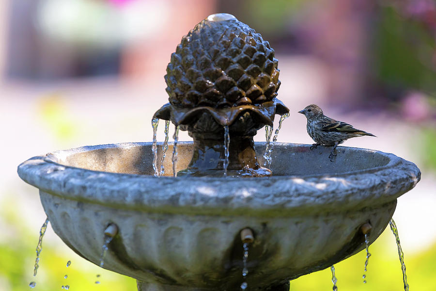Pine Siskin Perched on Water Fountain Photograph by David Gn