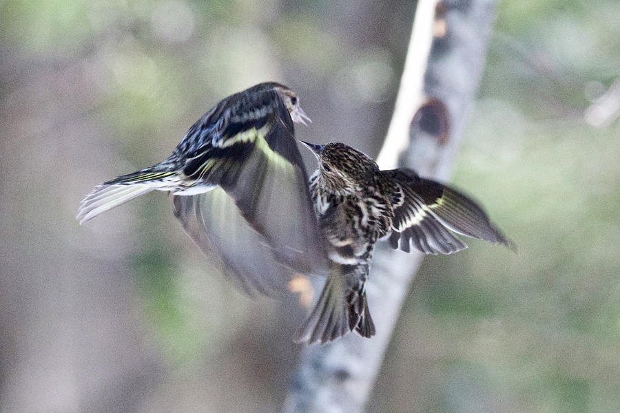 Pine Siskins fighting 6829 Photograph by Michael Peychich