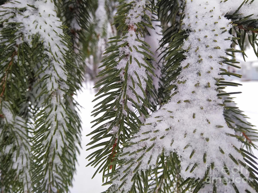 Pine Snow Photograph by Robert Knight