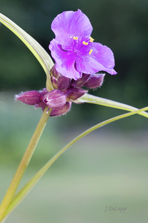 Pine Spiderwort Purple V1 Photograph by Janet DeLapp