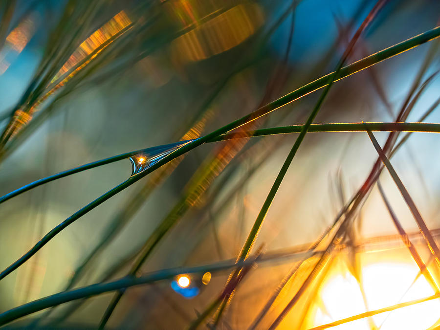 Pine Needle Sunset Photograph by Brad Boland