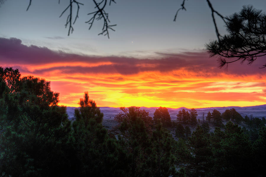 Pine Sunrise Photograph by Fiskr Larsen