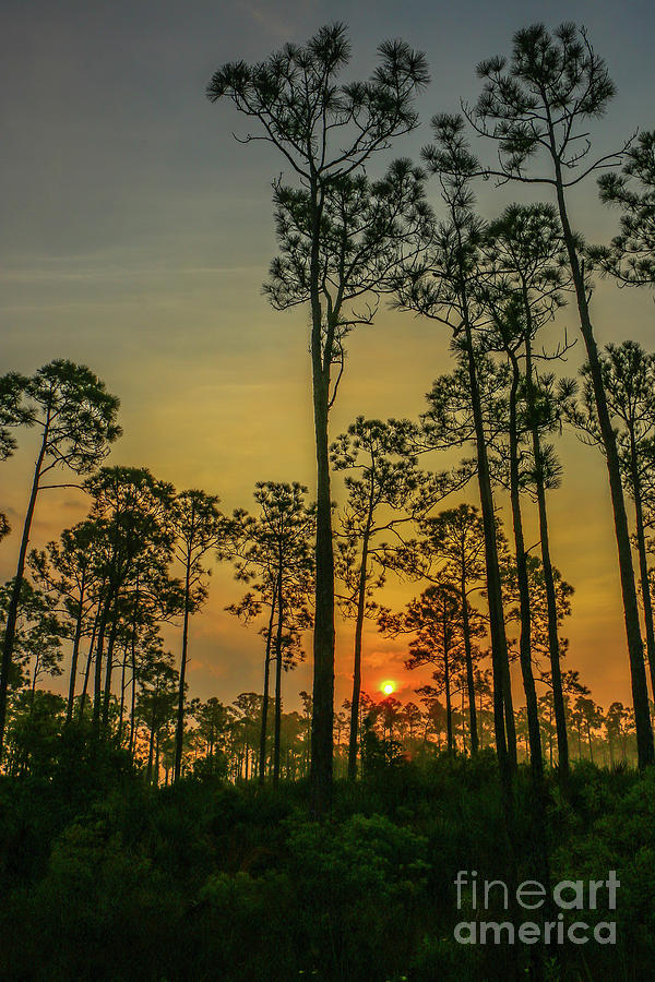 Pine Sunrise Photograph by Tom Claud