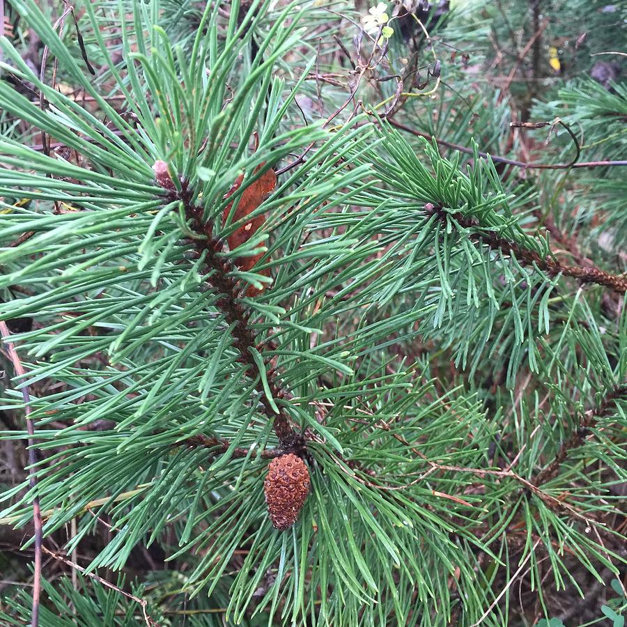 Pine Cone Painting