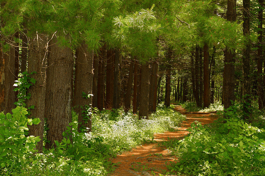 Pine Trail Photograph by Teresa Wells - Fine Art America