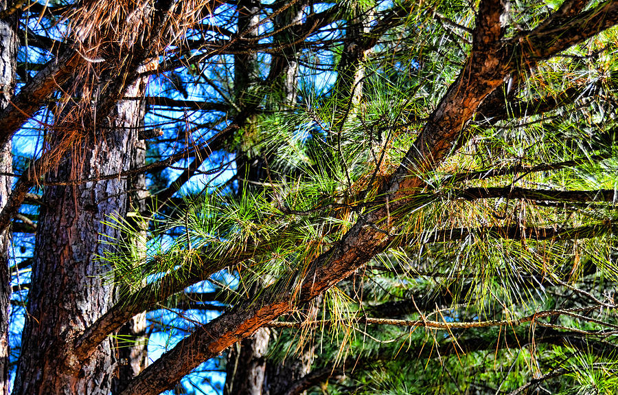 Pine Tree 3 by Kristalin Davis Photograph by Kristalin Davis