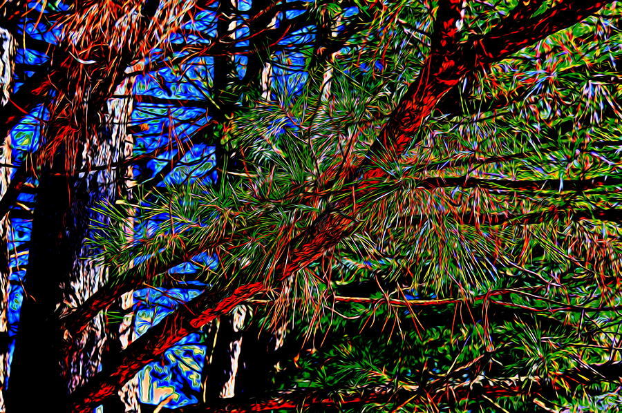 Pine Tree 4 by Kristalin Davis Photograph by Kristalin Davis