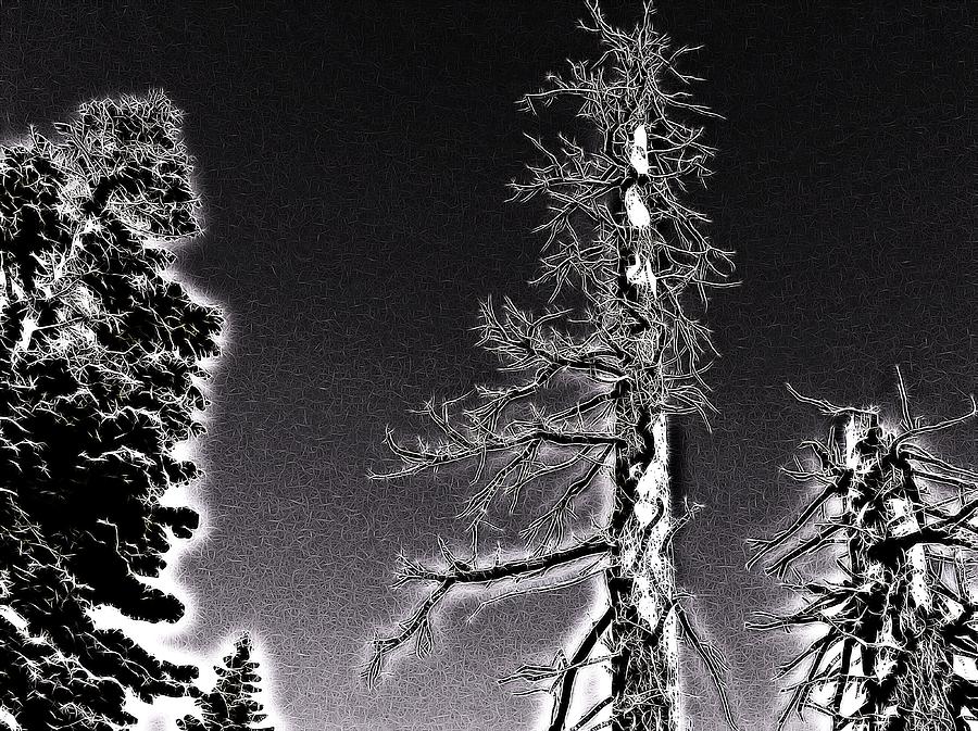 Pine Tree Abstract Photograph