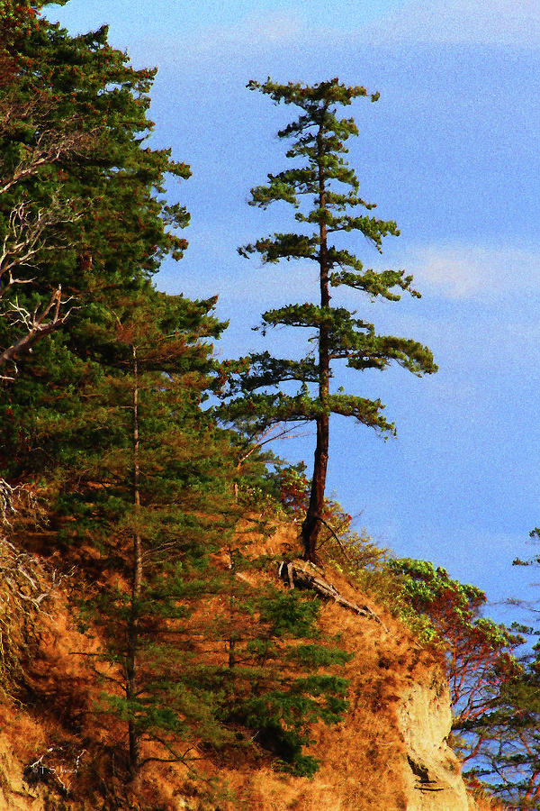 Pine Tree Along The Oregon Coast Digital Art by Tom Janca