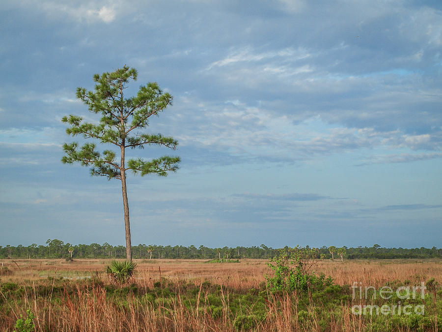 Pine Tree and Marsh Photograph by Tom Claud