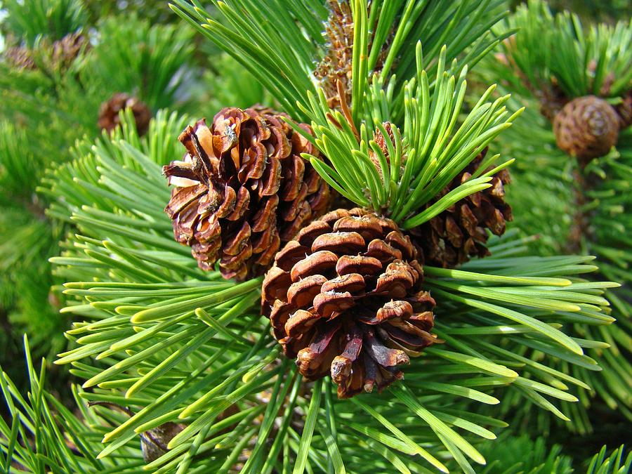 Tree Photograph - Pine Tree art prints Pine Cones Green Forest Baslee Troutman by Patti Baslee