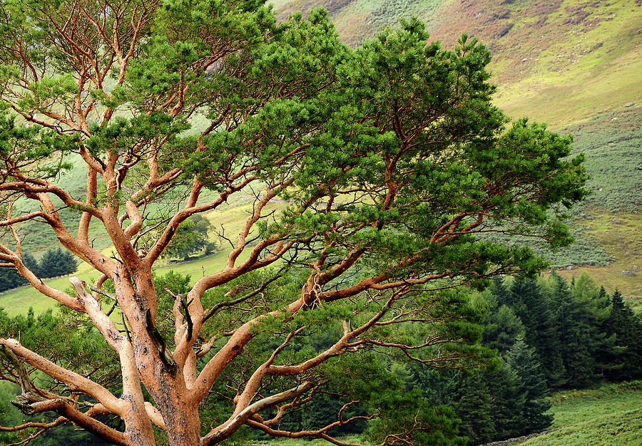 Nature Photograph - Pine Tree at Wicklow Mountains. Ireland by Jenny Rainbow