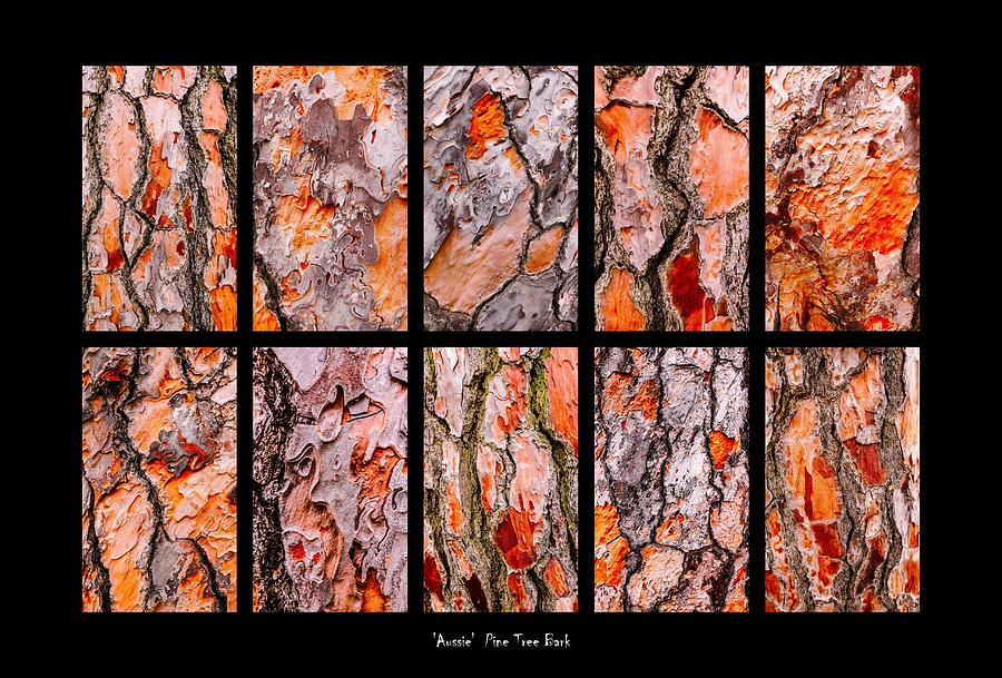 Pine Tree Bark Textures Photograph by Lexa Harpell