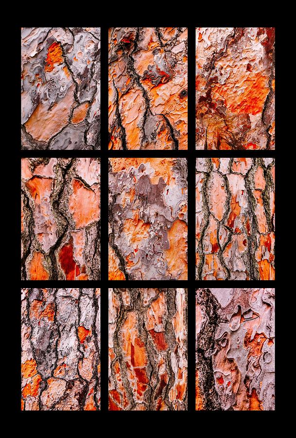 Pine Tree Bark Textures Portrait Photograph by Lexa Harpell