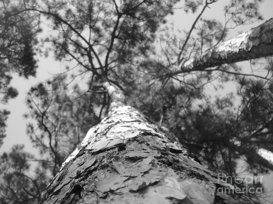 Pine Tree Bark Photograph by WaLdEmAr BoRrErO