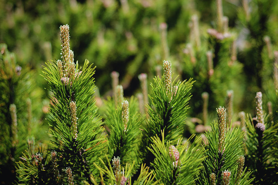 Nature Photograph - Pine tree branch close-up by Blaz Gvajc